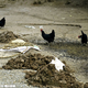 Illustration for article titled Scientists in China Are Studying the Use of Animals to Predict Quakes